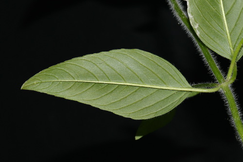 Image of Wofford's wood mint by (c) Brian Finzel, some rights reserved (CC BY-SA)