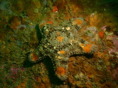 Gymnanthenea difficilis