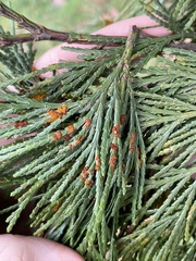 Gymnotelium blasdaleanum