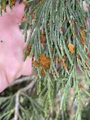 Gymnotelium blasdaleanum