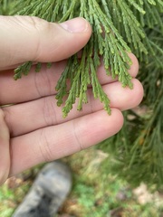 Gymnotelium blasdaleanum