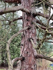 Gymnotelium blasdaleanum