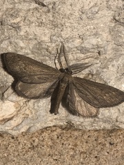 Glaucina interruptaria