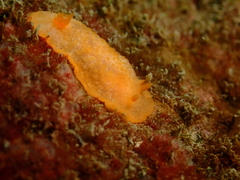 Doriopsilla miniata