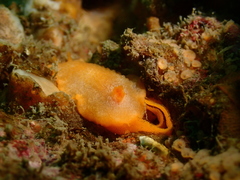 Doriopsilla miniata