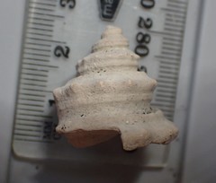 Pelicaria pseudovermis