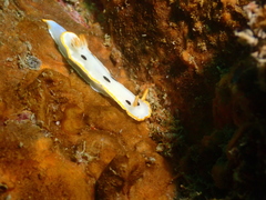 Chromodoris orientalis