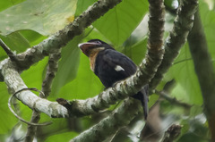 Corydon sumatranus