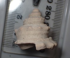 Pelicaria pseudovermis