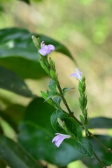 Justicia breviflora