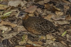 Tropicoperdix chloropus