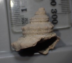 Pelicaria pseudovermis