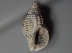 Xymenella