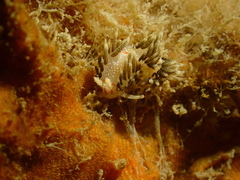 Phidiana anulifera