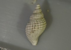 Xymenella
