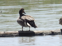 Anas acuta × Mareca strepera