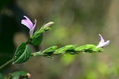 Justicia breviflora