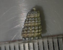 Taxonia tesserata