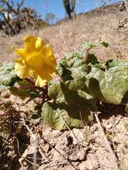 Proboscidea althaeifolia