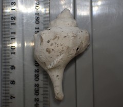 Struthiolaria