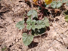 Proboscidea althaeifolia