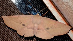 Monoctenia falernaria