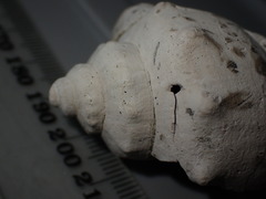 Struthiolaria