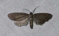 Glaucina erroraria