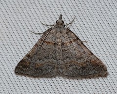 Dichromodes obtusata