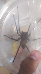 Phoneutria bahiensis