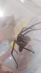 Phoneutria bahiensis