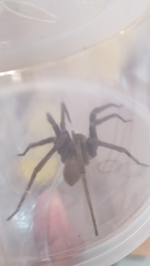 Phoneutria bahiensis