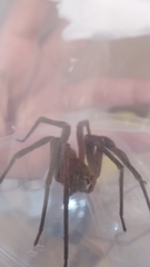 Phoneutria bahiensis