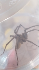 Phoneutria bahiensis