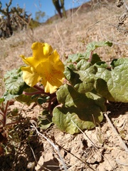 Proboscidea althaeifolia