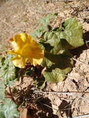 Proboscidea althaeifolia