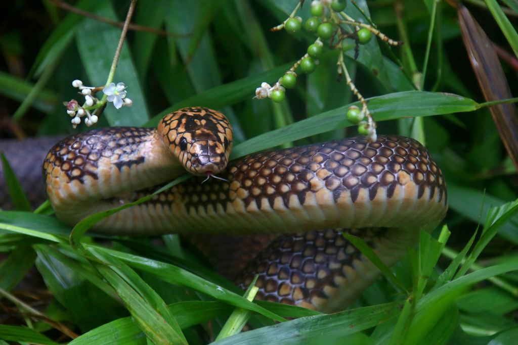 Batjan Frog-Eating Snake