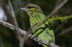 Psilopogon faiostrictus