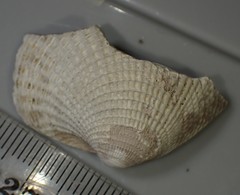 Austrovenus tamakiensis