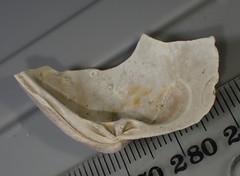 Austrovenus tamakiensis