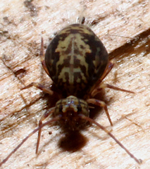 Ptenothrix renateae