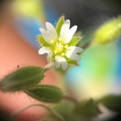 Cerastium pumilum