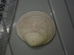 Zemysia
