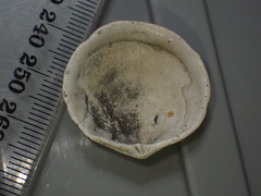 Zemysia