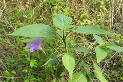 Ruellia breedlovei