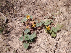 Proboscidea althaeifolia