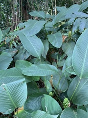 Goeppertia cylindrica