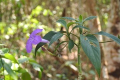 Ruellia breedlovei