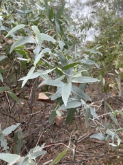 Eucalyptus tenuiramis