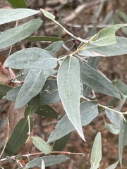 Eucalyptus tenuiramis